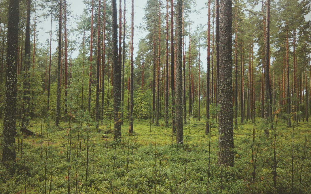 If you’re looking to challenge a Will but can’t see the wood for the trees, our experts can help